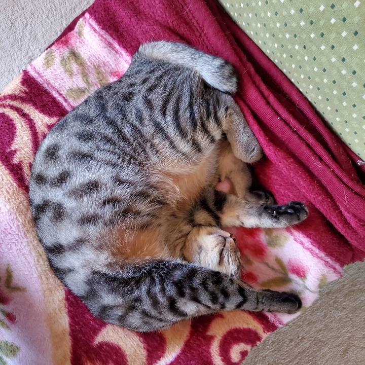 4a3ce3b0 0503 4efd ab6b 96dfdbc95e7c 1698676691884