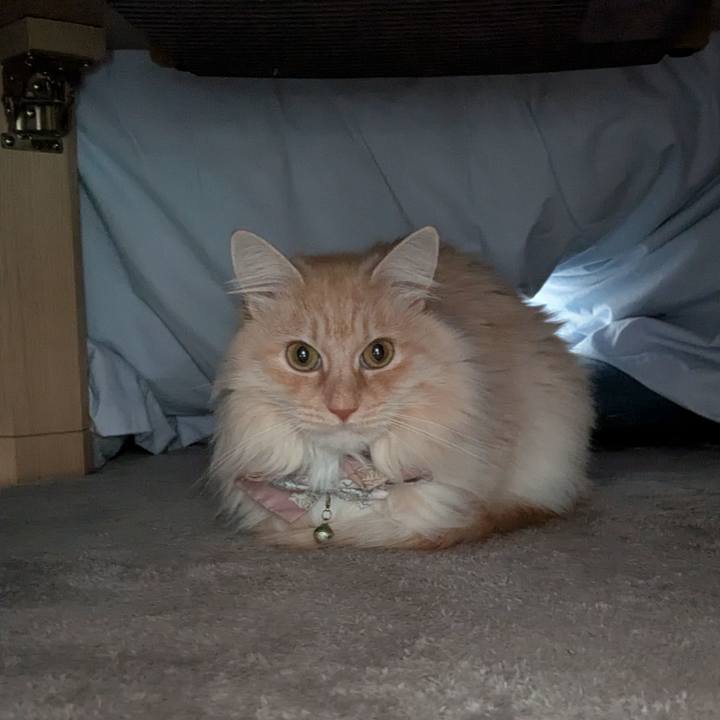 4a3ce9f1 c425 4602 a78c 20aa4f42de96 1740452239959