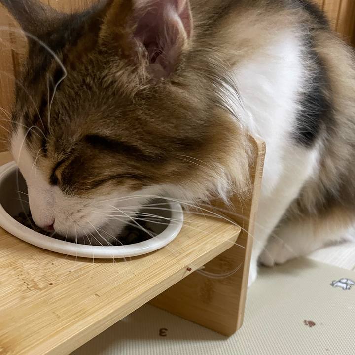 4a3d329b da8f 4f0f bad0 928392685054 1637757084042