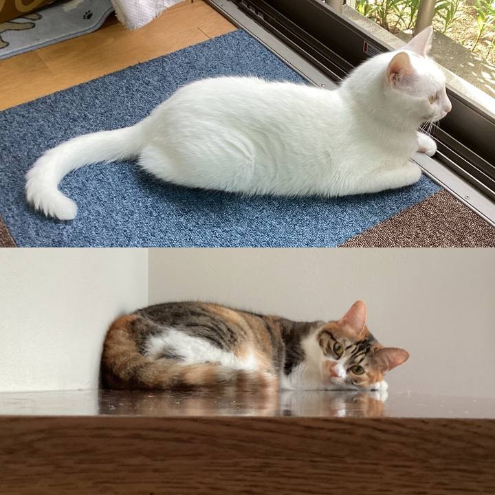 4a404e71 2d65 495d 9495 5e4ca444de49 1656977713749