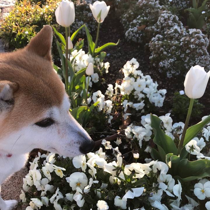 4a4132bb c335 4563 ba61 d847bcdf4ecb 1554943619854