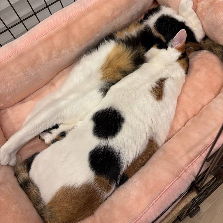 4a4165b3 d975 46f5 8300 ed313c1e9298 1775040157862