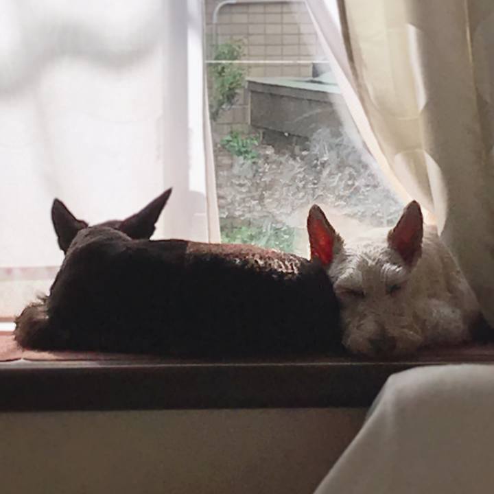 4a41b208 0950 4c8c a5c0 dd8fed7d974e 1557899540692