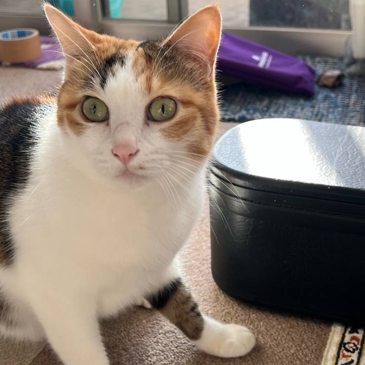 4a41fd19 fe6b 49ed 8351 e1cb8a1d33ad 1762123828962