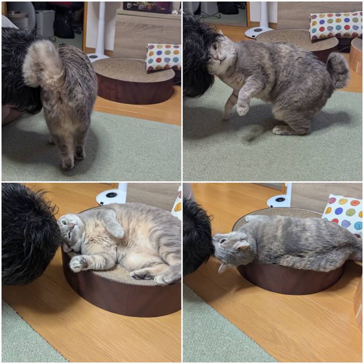 4a430fe4 5926 474e 835e 032523bad0ec 1741844894772