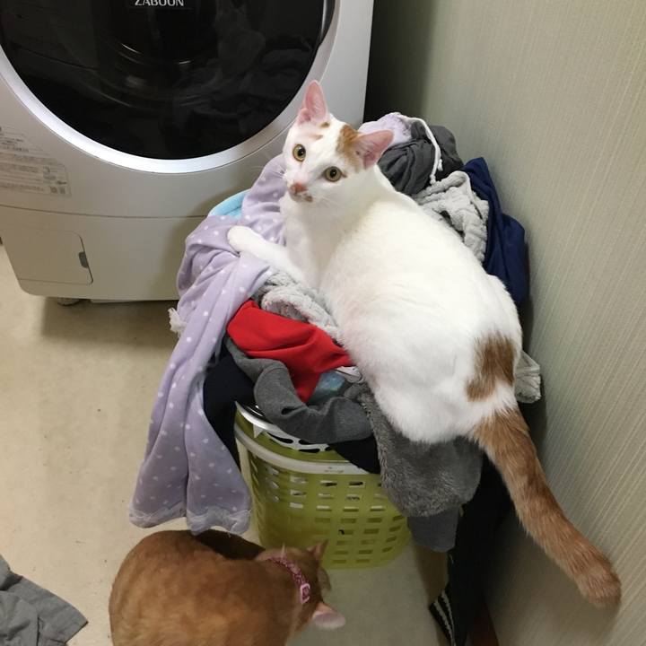 4a438b1c cfd8 426c a02c a7810cb52745 1516447614681