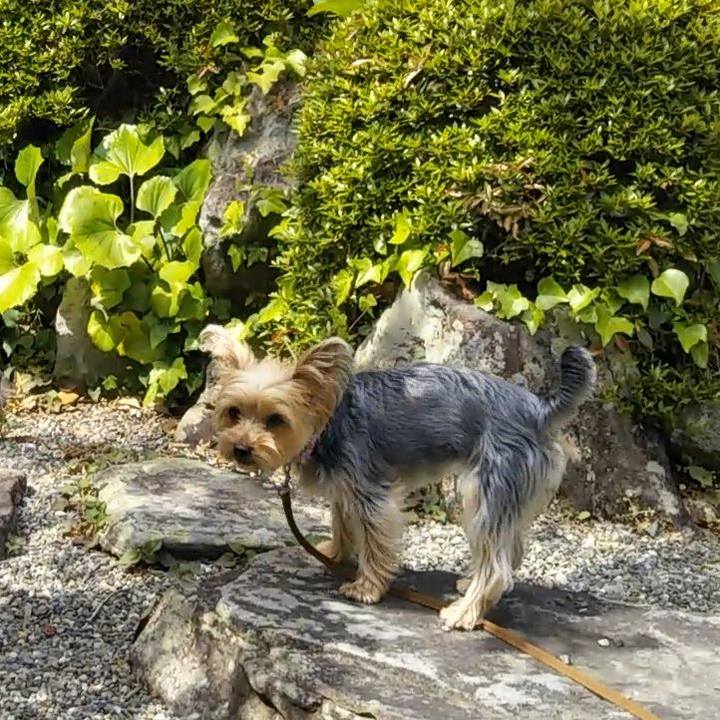 4a44776b b8b3 42b8 9a1a a4c599f3da1b 1589334704033