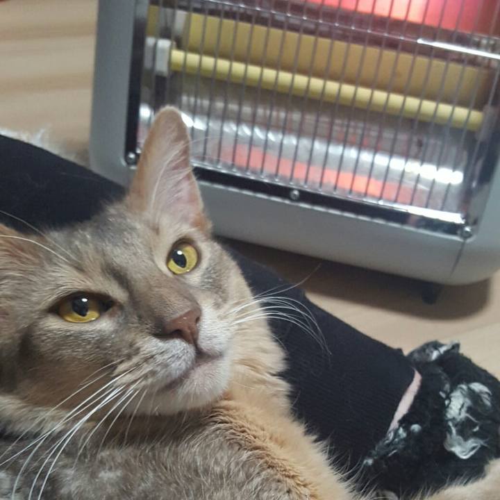 4a447a10 2b99 43f9 aae3 eff350fc7db0 1542718617934