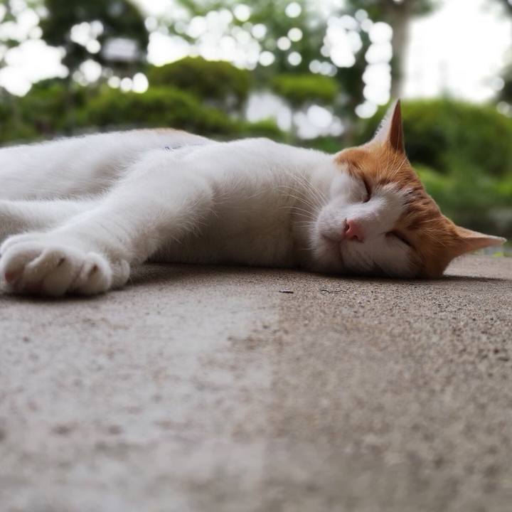 4a4491b2 0269 4a94 bb23 262112907be5 1532254803376