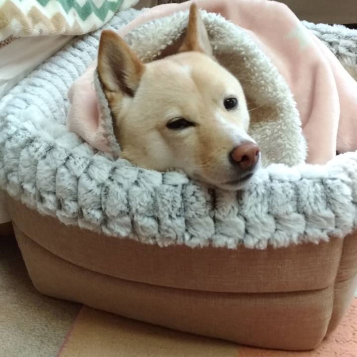 4a44c3ed b765 44a8 bd12 d90b5dad4aad 1578788522012