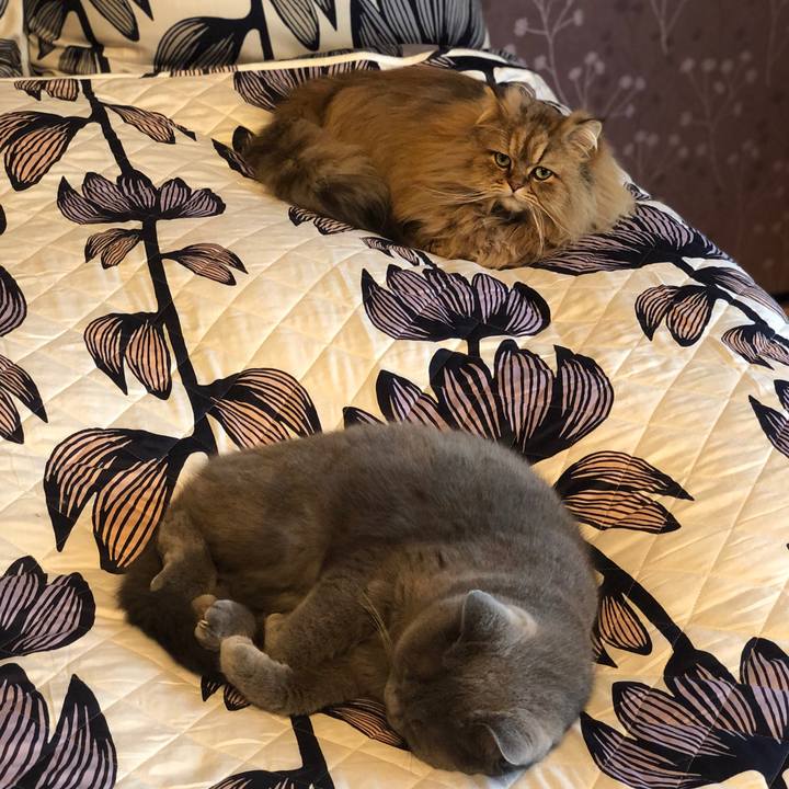 4a461bd3 75a1 4d68 a3af b1e2b755c164 1583841195458