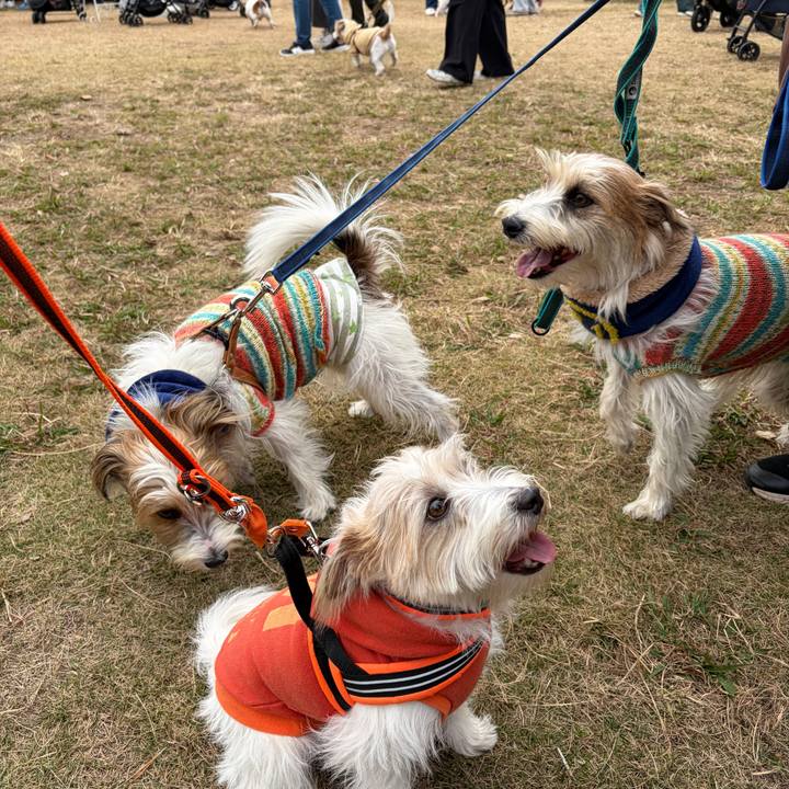 4a47040c cfc2 48e8 818e 265baa78736b 1763903991551