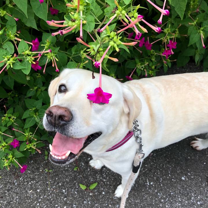 4a472999 de0f 463c a6e1 307f4f5cfbcc 1596606648657