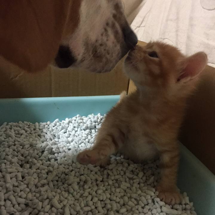 4a490119 cfb7 4a3f 90d9 2d7fa9607f0b 1532998730404