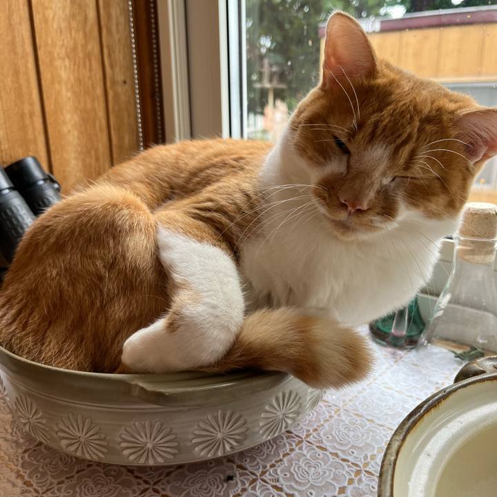 4a4a3206 323b 4ccd a724 60bae0250b7f 1696326481731