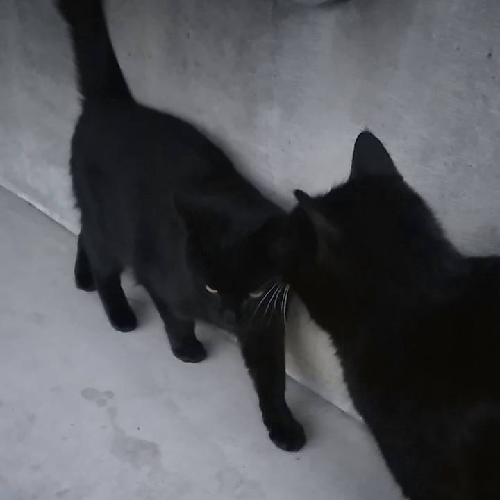 4a4aac90 2cca 4b3f bdf4 daa4b9385d94 1550529055433