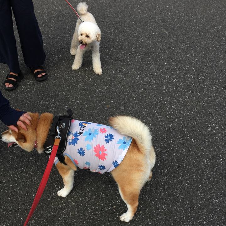 4a4b2ffa f854 4cc7 a074 0a479682cf34 1596585259010