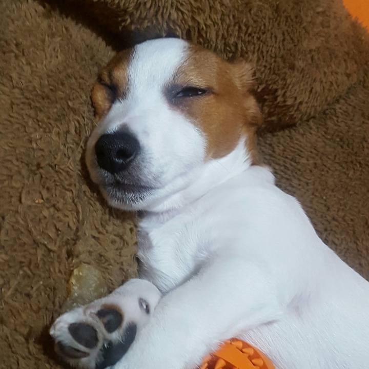 4a4de277 4567 40d9 b4f9 c25bbb99c378 1550582885047