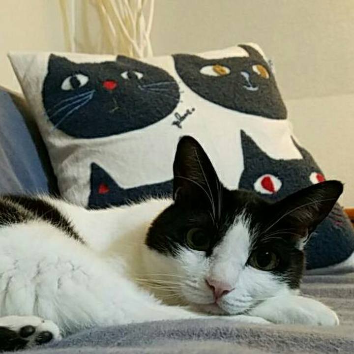 4a4f8b9d f68f 4556 8af5 c334460aaf4b 1533686032182