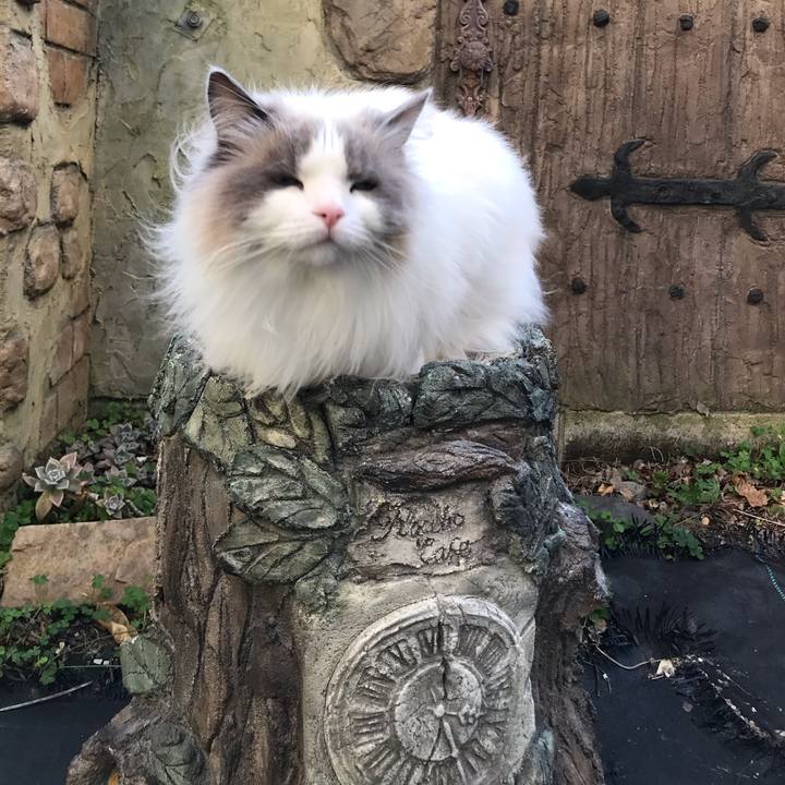 4a4ff166 f4bd 4eff b624 24677617f597 1589489288735