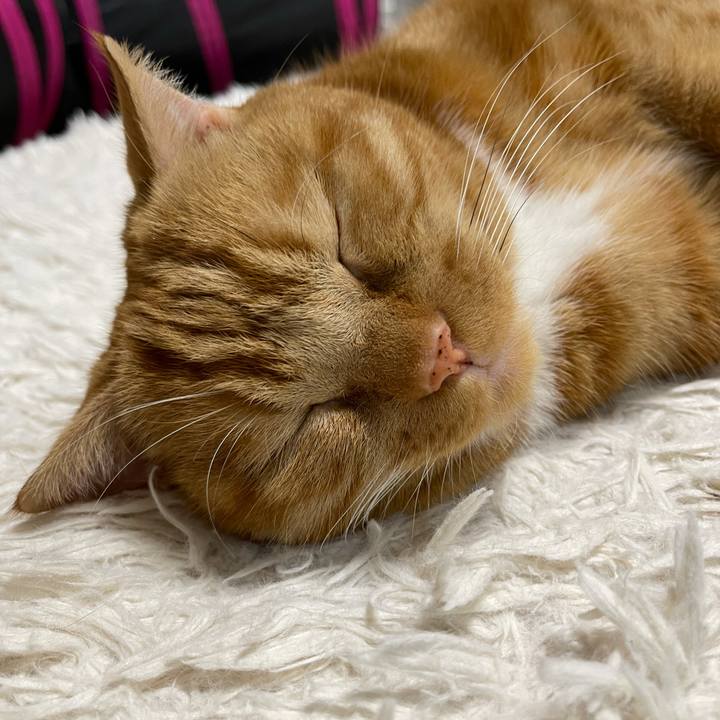 4a5037a1 706f 439a 9b4e 73999f869a66 1634989289789