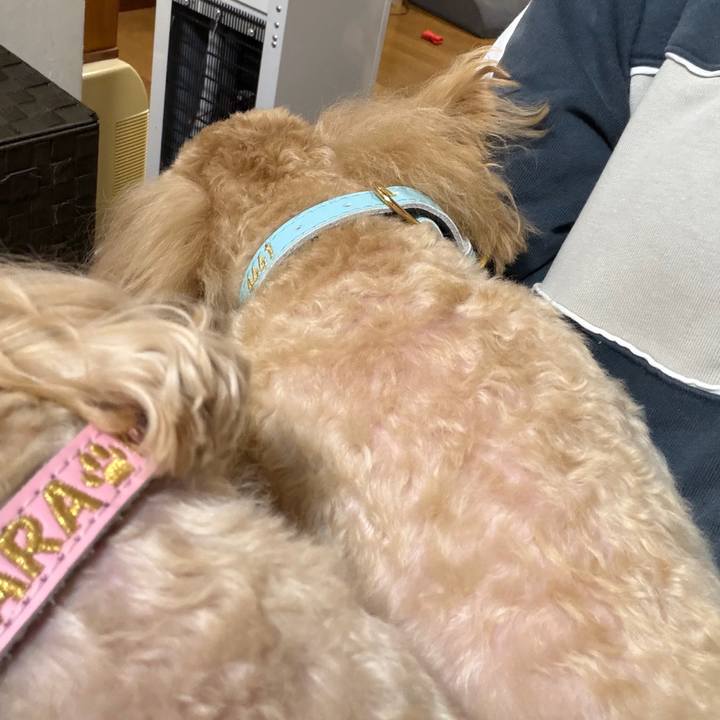 4a503f98 e93d 42ba 91b8 82050162f5a6 1765207815105