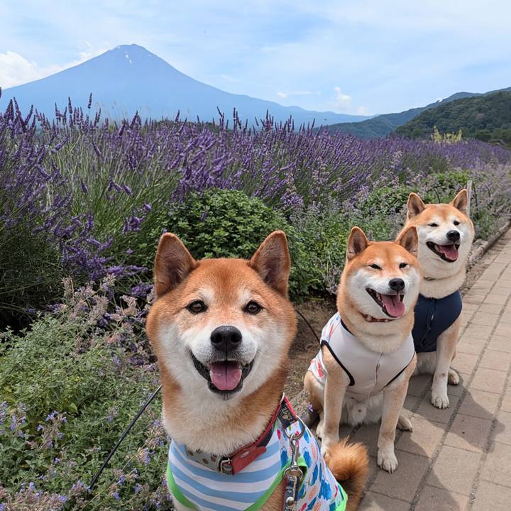 4a50dcce b35f 48b5 b976 8e6353bdcf34 1720329370880