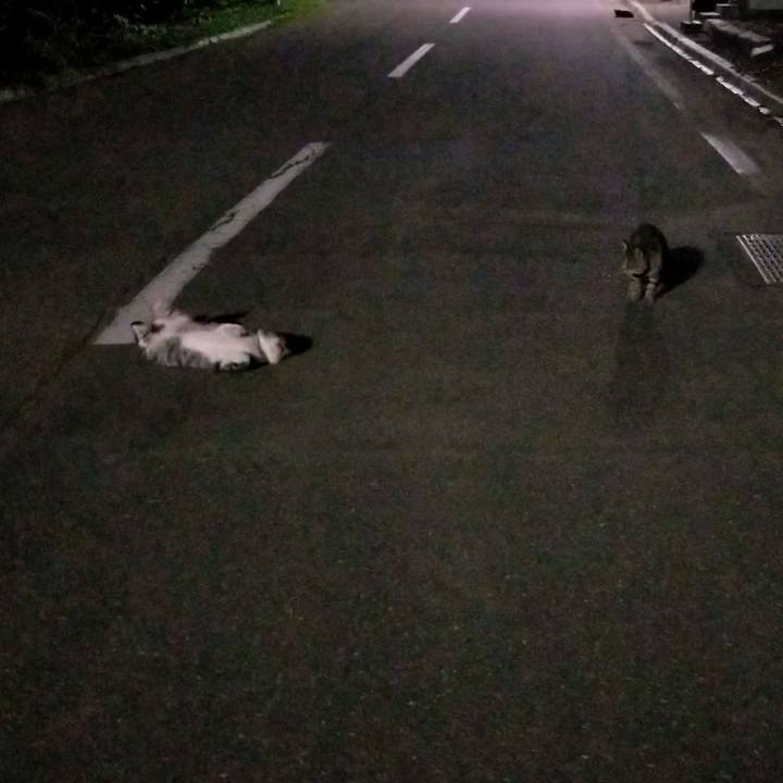 4a529e88 f99a 45cc 9451 22992bb1a0ad 1630684327812