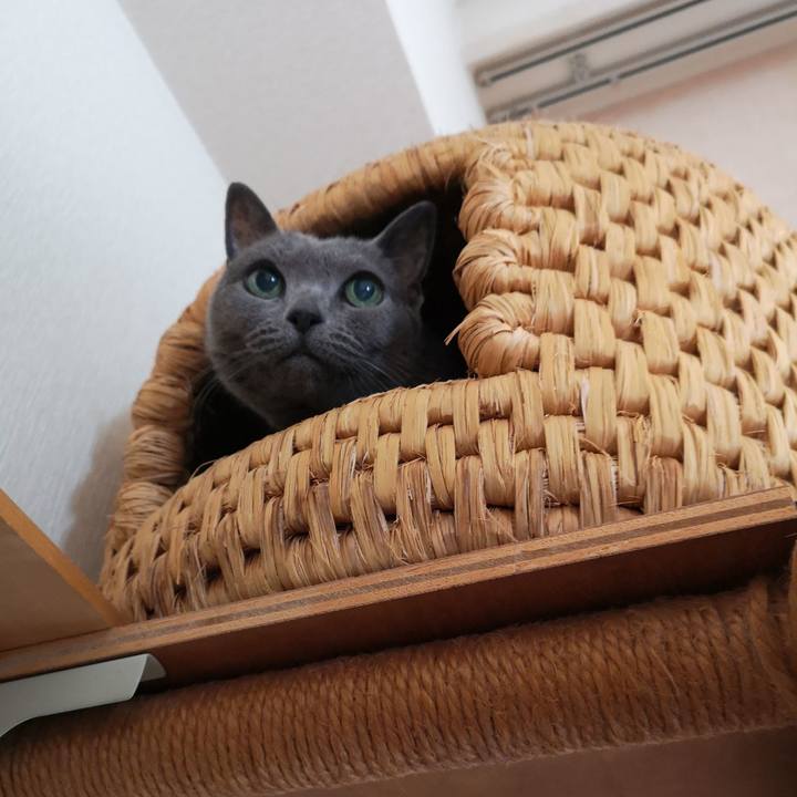 4a52a25b cf4e 4665 b662 51e133a0490e 1582421886417