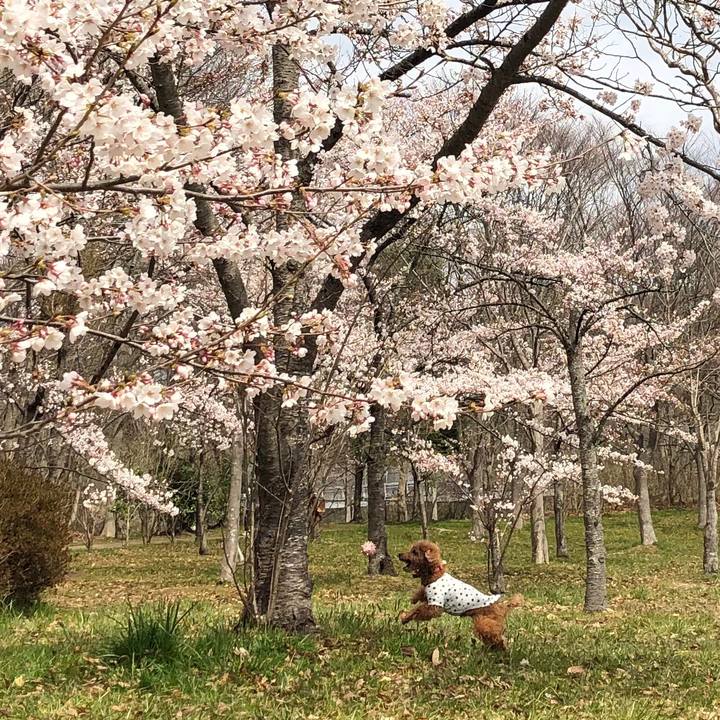 4a5bcf8f 1b12 4bfc a349 dc12bf86acfd 1586308630611