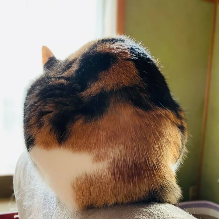 4a5cbf26 57d6 4fc5 a9b4 b65bee201d7f 1609119679533