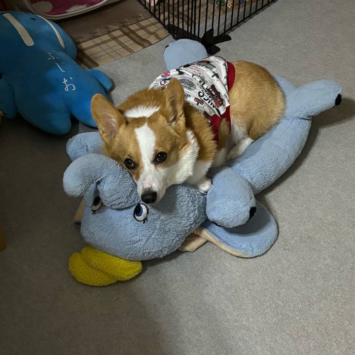 4a5d93d8 c33b 4b42 90eb 7283f3b88b12 1761409396889