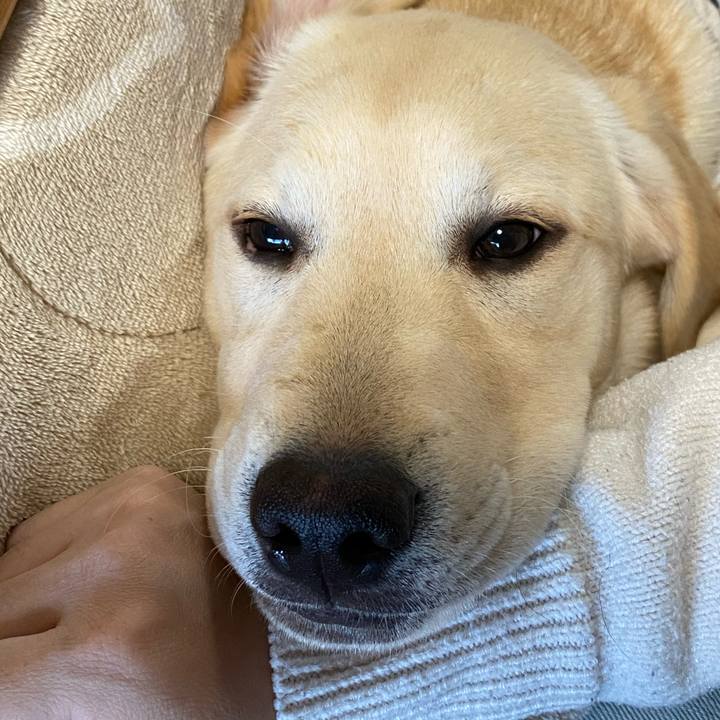 4a6124da e6c2 41ed bb0d b4c556f8d877 1616675700623