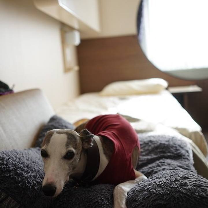 4a6128ca ce5c 4bf8 ab03 82f1fb2e3e81 1545144671951