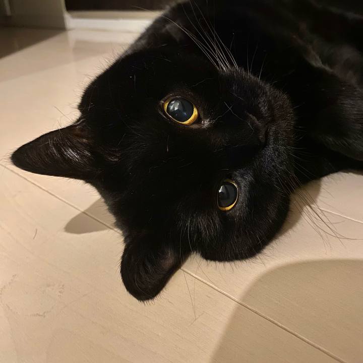 4a618cff d7fb 4e67 bceb 80efac1bbf11 1760272375363