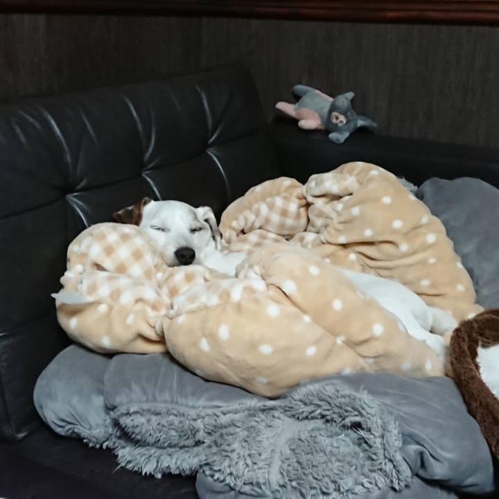 4a629190 f1fd 4bae aa8f d13f26a20b9f 1575589365542