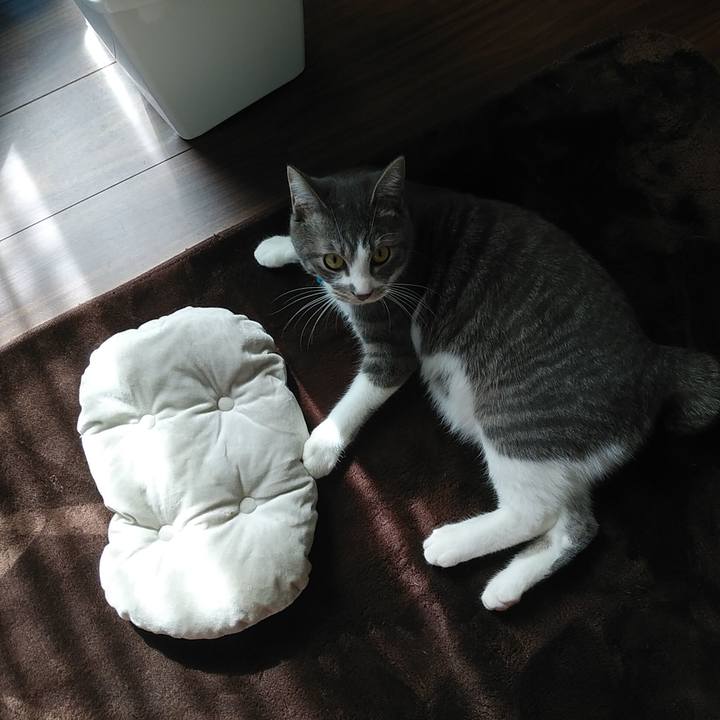 4a640d7e bdf5 4fad b872 0cc5ad0409e5 1582255326269