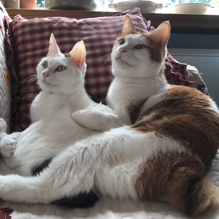 4a644e3d d938 4a02 b98a bd3e4717fad3 1538958703758