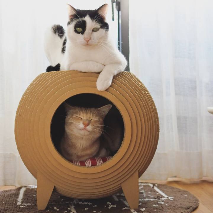 4a649606 9189 4908 a7bb 1e07553cd894 1584776824343