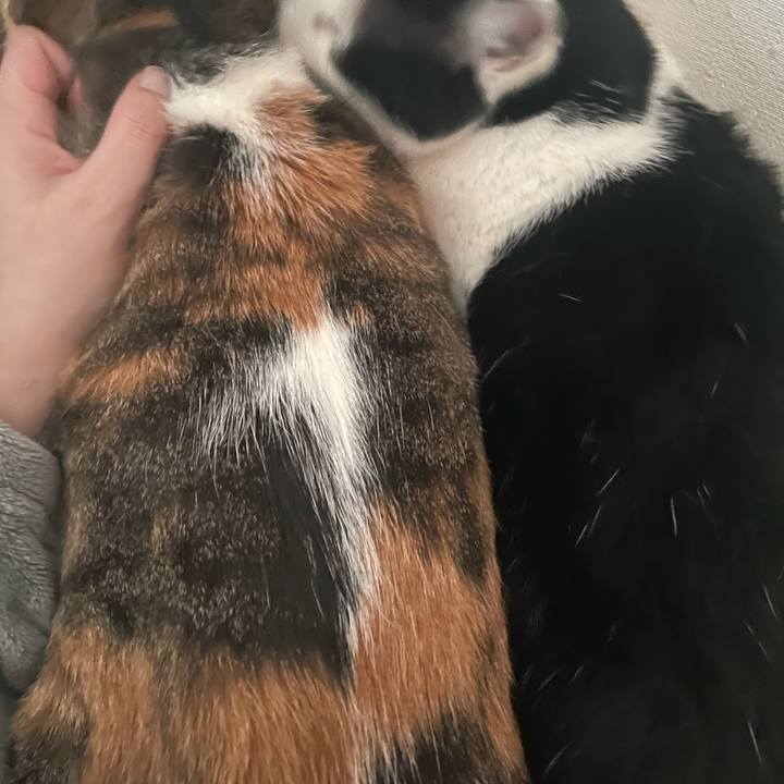 4a64b7ce 0374 4be4 b07e 8d1cfa94d694 1739968441773