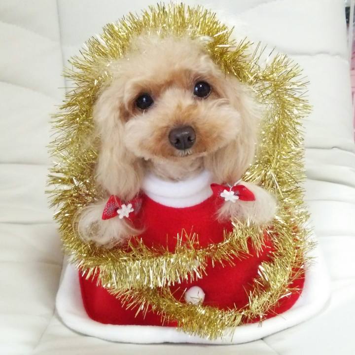 4a64da29 a01b 4e4f ac8f 5d6be657d439 1544008575658