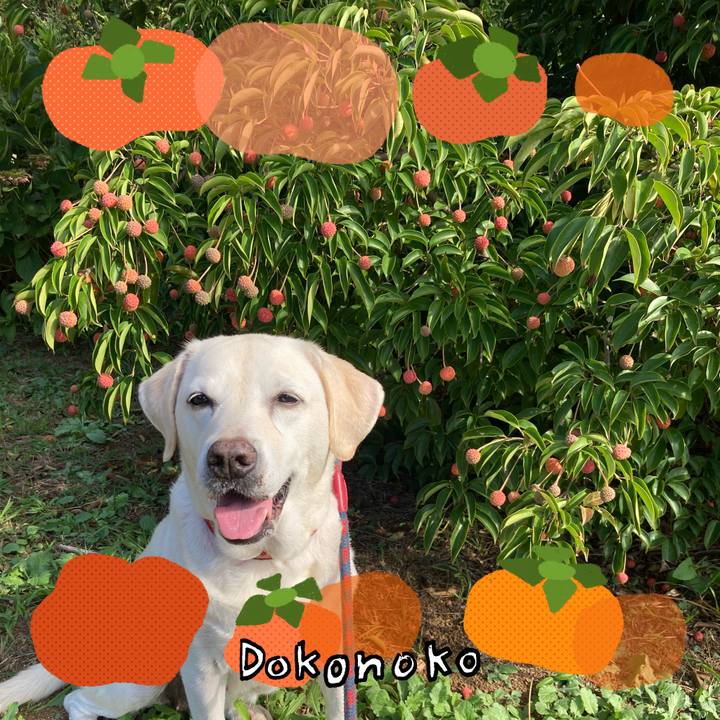 4a64ed6f 4782 48f5 ac55 d41bb6f618a9 1763218063462