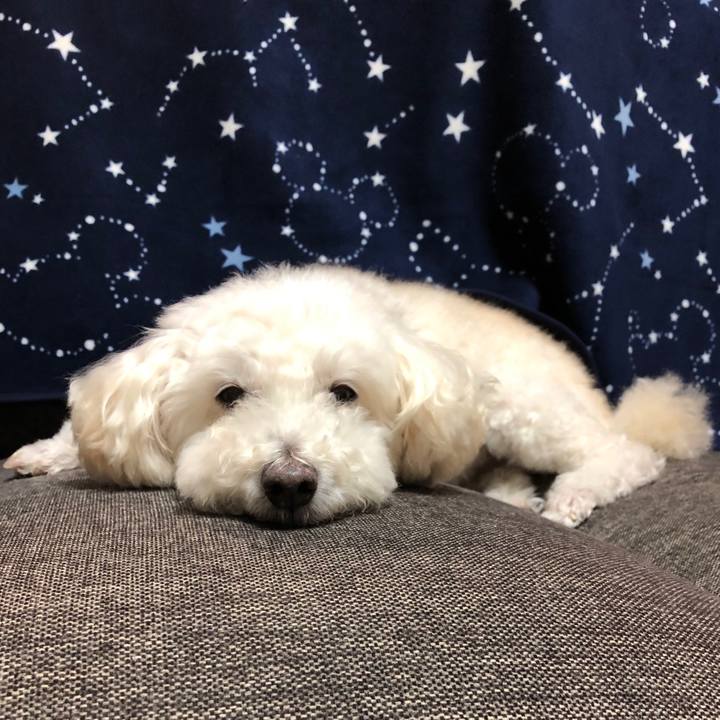 4a67040a e06a 4f84 9a21 1b405f87d403 1545376147640