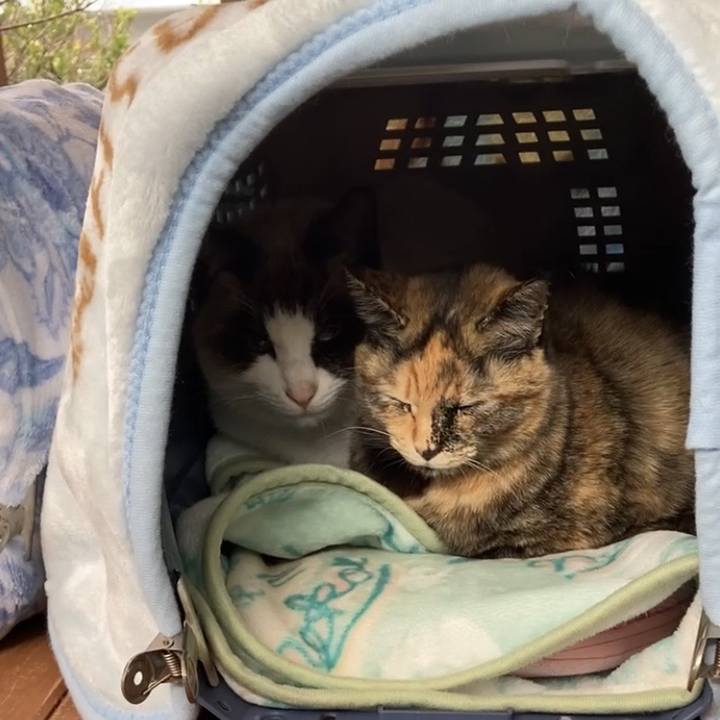 4a674792 3a5c 4ae5 a45f 8821c0d55a4d 1764972177344