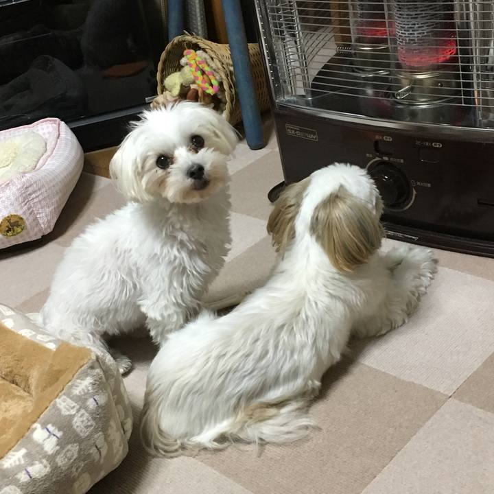 4a6ac058 731d 4958 bce9 79c1c93e8781 1508501966626