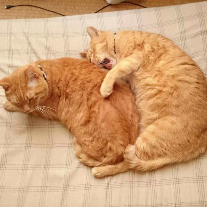 4a6ad702 ea08 4b15 8dc0 2beff1fc2c1d 1530285100962