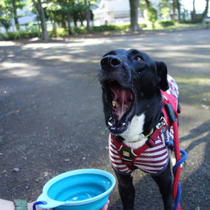 4a6ca550 5106 40fc 813c b1de5b2ff7c7 1597316394243