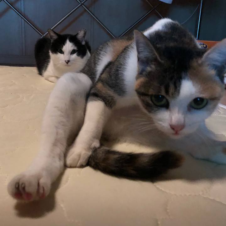 4a6cf05c 18cd 4b13 9b3a d463ecda5376 1577631352641