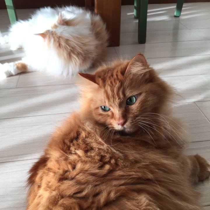 4a6d960c a456 424f 8308 2123bf8155f0 1512781452988