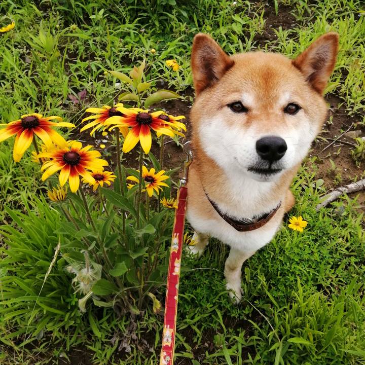 4a6e44dd 9b14 47b2 b482 42bf0b4bc418 1592964091091